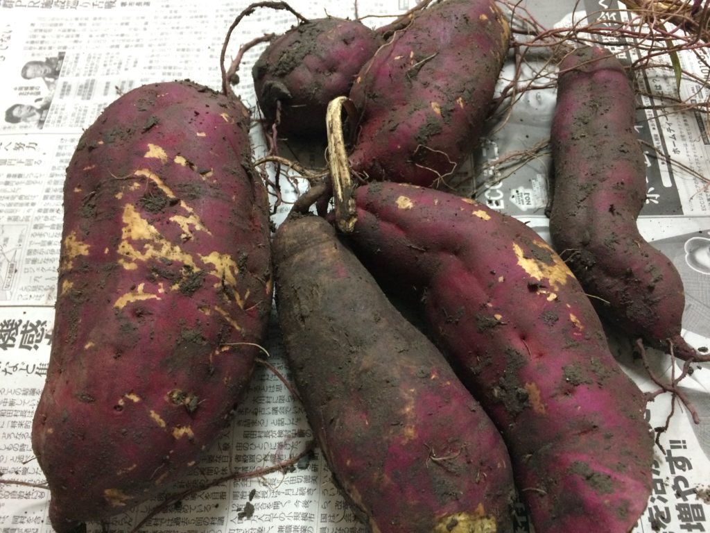 さつまいも採れたて 芋掘りで収穫後のものはすぐに食べたらダメ 食べ頃時期と保管方法 まごころ365