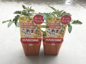 カゴメのミニトマト2種 こあまちゃんオレンジ あまたん の苗を今年はゲット 苗木の特徴と育て方を比較観察 プランターを使わない栽培2020 まごころ365