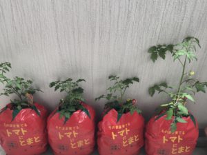 ピンチ ミニトマトの葉が枯れた ベランダで袋栽培したことで考えられる原因と改善点 まごころ365
