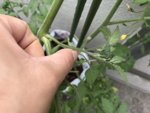 芽 ミニ かき トマト ミニトマトの育て方！摘芯・わき芽かきのタイミングと方法は？